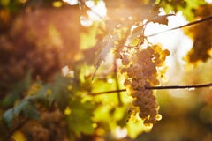 A bunch of yellow grapes on a vineyard stock photo A bunch of yellow grapes on a vineyard stock photo