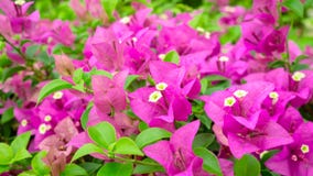 Bunches of beautiful pink Bougianvillea petals and petite white pistils on green leaves background stock photos Bunches of beautiful pink Bougianvillea petals and petite white pistils on green leaves background stock photos