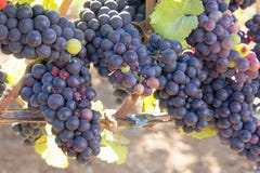 Bunches Of Red Wine Grapes Royalty Free Stock Photo