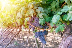 Bunches of ripe blue grape on plantation closeup. stock photography Bunches of ripe blue grape on plantation closeup. stock photography
