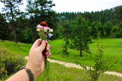 Flowers in the Meadow stock images Flowers in the Meadow stock images