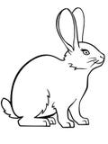 Bunny. Rabbit. Linear drawing of a bunny. Template for coloring vector illustration Bunny. Rabbit. Linear drawing of a bunny. Template for coloring vector illustration