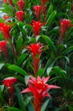 Bunte Blumen an Kew-Garten, London stockbilder Bunte Blumen an Kew-Garten, London stockbilder