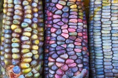 Bunte Maisvertikale nebeneinander stockbilder Bunte Maisvertikale nebeneinander stockbilder