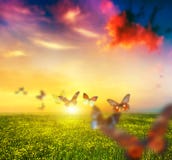 Bunte Schmetterlinge, die über Frühlingswiese mit Blumen fliegen Stockbilder Bunte Schmetterlinge, die über Frühlingswiese mit Blumen fliegen Stockbilder