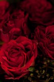 Bunte schöne Rosen blüht Makronahaufnahmekartenhintergrund lizenzfreie stockfotos Bunte schöne Rosen blüht Makronahaufnahmekartenhintergrund lizenzfreie stockfotos