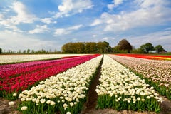 Bunte Tulpenfelder und Bauernhaus in Alkmaar lizenzfreies stockbild Bunte Tulpenfelder und Bauernhaus in Alkmaar lizenzfreies stockbild