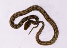 Bunte Veränderung retikulierte Pythonschlange (Pythonschlange reticulatus) stockbilder Bunte Veränderung retikulierte Pythonschlange (Pythonschlange reticulatus) stockbilder
