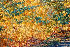 Bunter gelber roter Herbstfall verlässt auf Baumasten, Büsche, Herbstsaison, Kartentapete, strukturierter Hintergrund lizenzfreies stockbild Bunter gelber roter Herbstfall verlässt auf Baumasten, Büsche, Herbstsaison, Kartentapete, strukturierter Hintergrund lizenzfreies stockbild