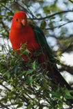 Bunter roter Papagei, der auf einem Baum Australien sitzt lizenzfreie stockfotografie Bunter roter Papagei, der auf einem Baum Australien sitzt lizenzfreie stockfotografie