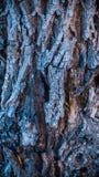 Buntes raues Baumbeschaffenheits-Nahaufnahmemakro lizenzfreies stockfoto Buntes raues Baumbeschaffenheits-Nahaufnahmemakro lizenzfreies stockfoto