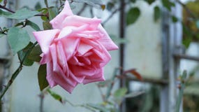 Buongiorno Con Un Fiore Della Rosa Fotografia Stock Immagine Di Buon Forme