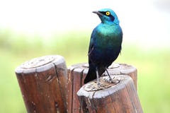 Burchell-` s Star Nationalpark Kruger Berühmter Kanonkop Weinberg nahe malerischen Bergen am Frühling lizenzfreie stockfotos Burchell-` s Star Nationalpark Kruger Berühmter Kanonkop Weinberg nahe malerischen Bergen am Frühling lizenzfreie stockfotos