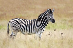 Burchell S Zebra In Grassland Royalty Free Stock Image