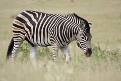Burchell S Zebra In Grassland Royalty Free Stock Photos