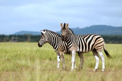 Burchell S Zebra In Savanna Stock Photography