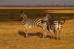 Burchells Zebra Close By Stock Photography Burchells Zebra Close By Stock Photography