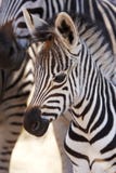 Burchells Zebra Foal With Mother Royalty Free Stock Photography