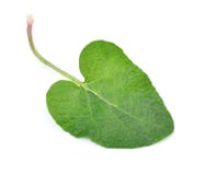 Forgetmenot stock photo. Image of delicate, isolated 14229654 Forgetmenot stock photo. Image of delicate, isolated 14229654