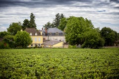burgundy αμπελώνες της Γαλλίας στοκ εικόνα με δικαίωμα ελεύθερης χρήσης burgundy αμπελώνες της Γαλλίας στοκ εικόνα με δικαίωμα ελεύθερης χρήσης