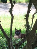 Burmese cat royalty free stock image Burmese cat royalty free stock image