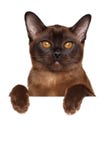 Burmese cat on white banner Royalty Free Stock Photos Burmese cat on white banner Royalty Free Stock Photos