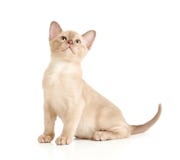 burmese katt som ser sittande uppåtriktad white royaltyfri fotografi burmese katt som ser sittande uppåtriktad white royaltyfri fotografi