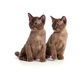burmese katter som sitter white royaltyfri bild burmese katter som sitter white royaltyfri bild