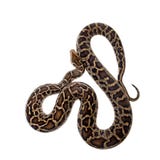 Burmese python on white background Royalty Free Stock Photo Burmese python on white background Royalty Free Stock Photo