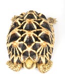 Burmese Star Tortoise stock photography Burmese Star Tortoise stock photography