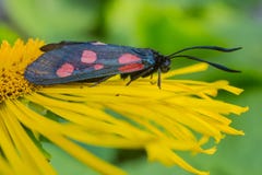 Burnet del seis-punto de la mariposa (filipendulae de Zygaena) en un helenio de la flor imágenes de archivo libres de regalías Burnet del seis-punto de la mariposa (filipendulae de Zygaena) en un helenio de la flor imágenes de archivo libres de regalías