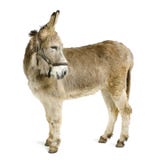Burro Burro
