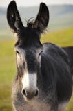 burro royalty-vrije stock foto burro royalty-vrije stock foto