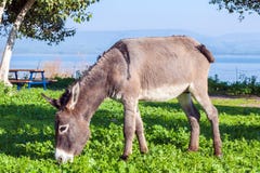 Burro lindo que come la hierba verde cerca del lago Fotos de archivo libres de regalías Burro lindo que come la hierba verde cerca del lago Fotos de archivo libres de regalías