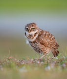 Burrowing Owl Portrait stock image Burrowing Owl Portrait stock image