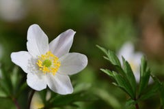 Buschwindröschen-Anemone nemorosa lizenzfreies stockfoto Buschwindröschen-Anemone nemorosa lizenzfreies stockfoto