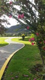 Bush con i fiori rosa accanto ad una strada alle montagne fotografie stock Bush con i fiori rosa accanto ad una strada alle montagne fotografie stock