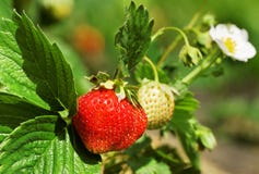 Bush de la fraise. photo libre de droits Bush de la fraise. photo libre de droits