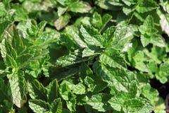 Fresh Mint in Herb Garden Royalty Free Stock Image Fresh Mint in Herb Garden Royalty Free Stock Image