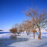 Bush In The Frozen River Royalty Free Stock Photos Bush In The Frozen River Royalty Free Stock Photos