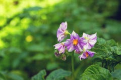 A bush with the light lilac flowers of potato on a green background in a sunny day. stock image A bush with the light lilac flowers of potato on a green background in a sunny day. stock image
