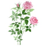 Bush Of Pink Roses Floral Botanical Flowers. Watercolor Background Set. Isolated Rose Illustration Element. Stock Images