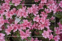 A bush of pink azaleas with a white frame. stock photo A bush of pink azaleas with a white frame. stock photo