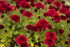 Bush of red chrysanthemums blooms in the garden, bright autumn flowers like chamomile royalty free stock photography Bush of red chrysanthemums blooms in the garden, bright autumn flowers like chamomile royalty free stock photography