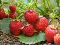 Bush of strawberry