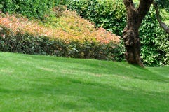 Bush With Red Leaf, Trees And Meadow Stock Photography Bush With Red Leaf, Trees And Meadow Stock Photography