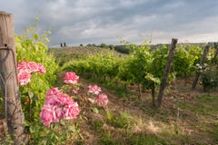 Vineyards and rose: a traditional cultivation method in Chianti. Royalty Free Stock Photography Vineyards and rose: a traditional cultivation method in Chianti. Royalty Free Stock Photography
