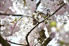 Bushtiten i rabatten för körsbärsröd blomning royaltyfria foton Bushtiten i rabatten för körsbärsröd blomning royaltyfria foton