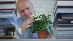 Businessperson In Office Room Admire and Touch Relaxed a Beautiful Flower stock photo Businessperson In Office Room Admire and Touch Relaxed a Beautiful Flower stock photo
