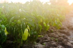 buskar av guling/paprika växer i fältet grönsakrader Lantbruk jordbruk Landskap med jordbruks- land kantjusteringar royaltyfria bilder buskar av guling/paprika växer i fältet grönsakrader Lantbruk jordbruk Landskap med jordbruks- land kantjusteringar royaltyfria bilder